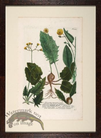 Weinmann Floated Burl 726 02